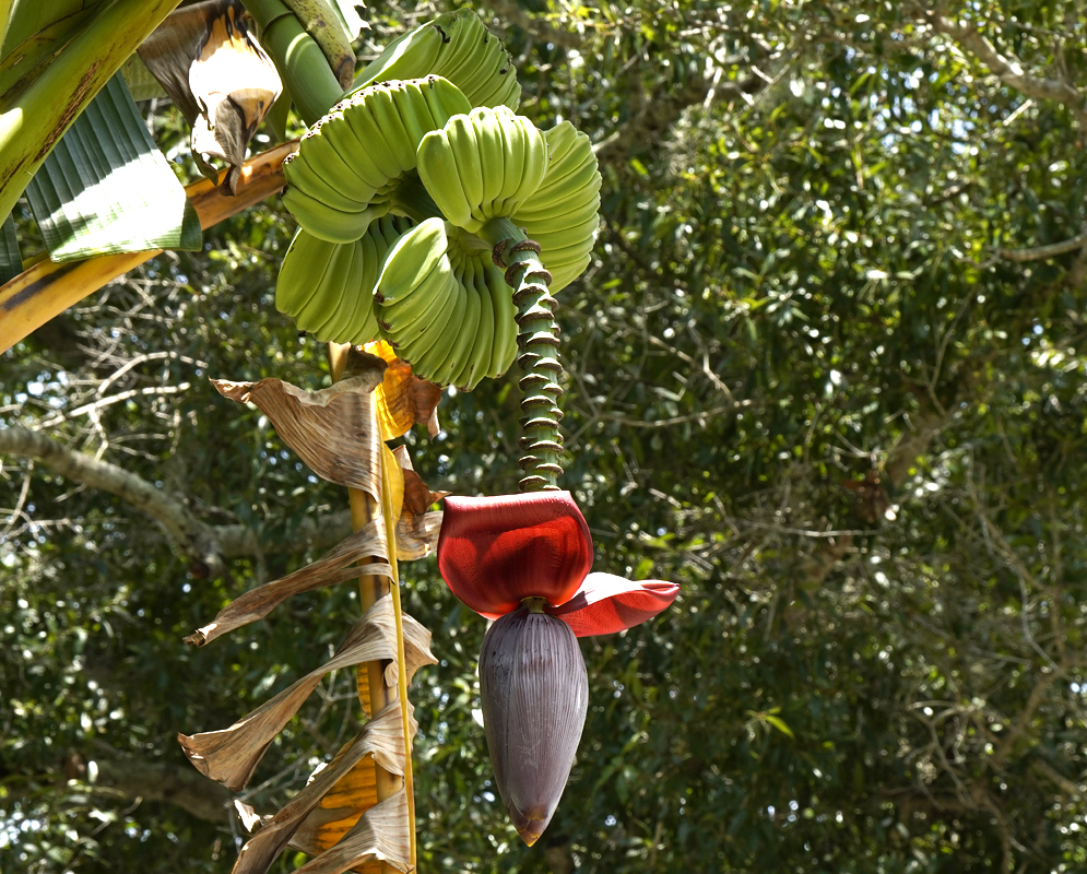 A hanging Musa acuminata inflorescence with red bracts and green bananas