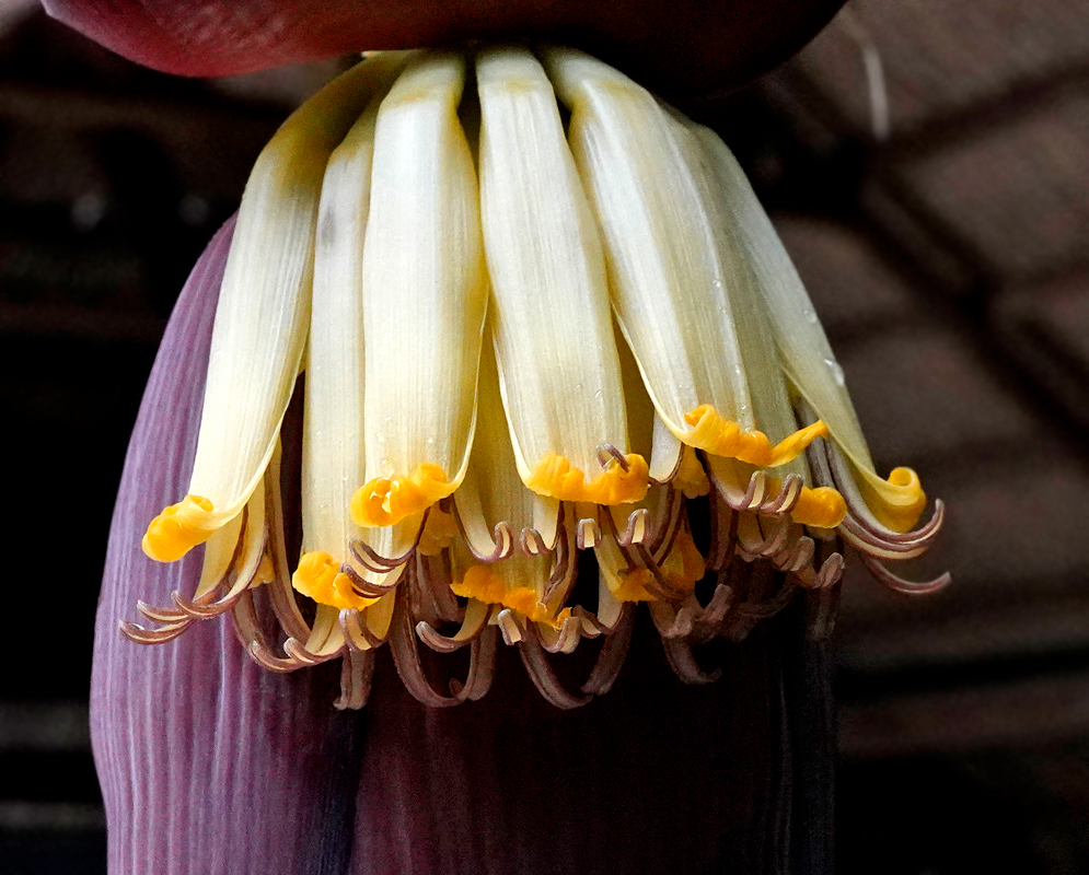 Musa acuminata flowers with whtie flower petals with yellow at the tip and a purple bract