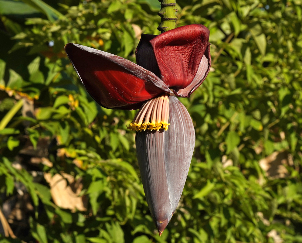 Musa acuminata  infloresence with red bracts and yellow tipped flowers in sunshine