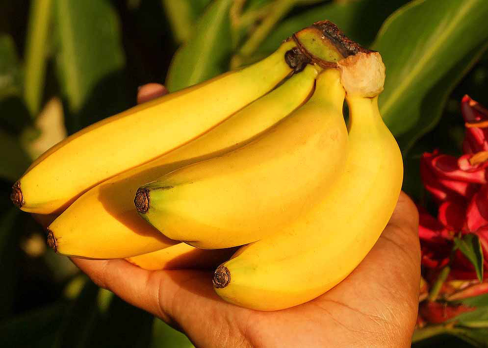 A handful of yellow dwarf bananas