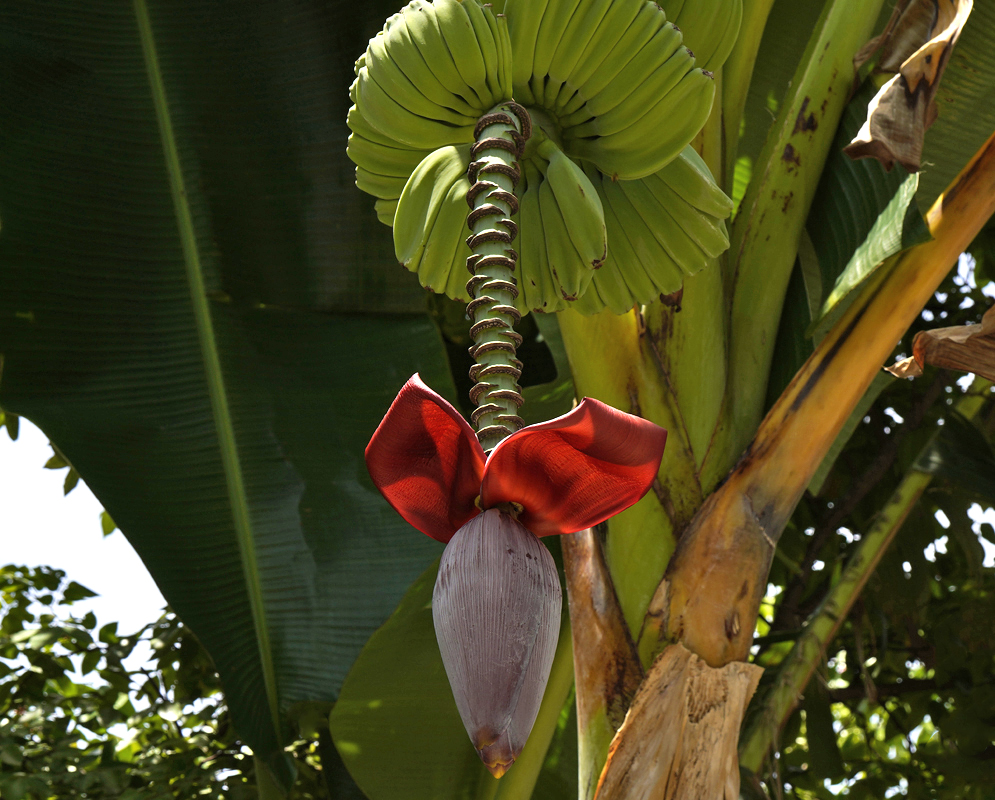 A Cavendish inflorescence with green bananas, red-purple bracts and a yellow flower