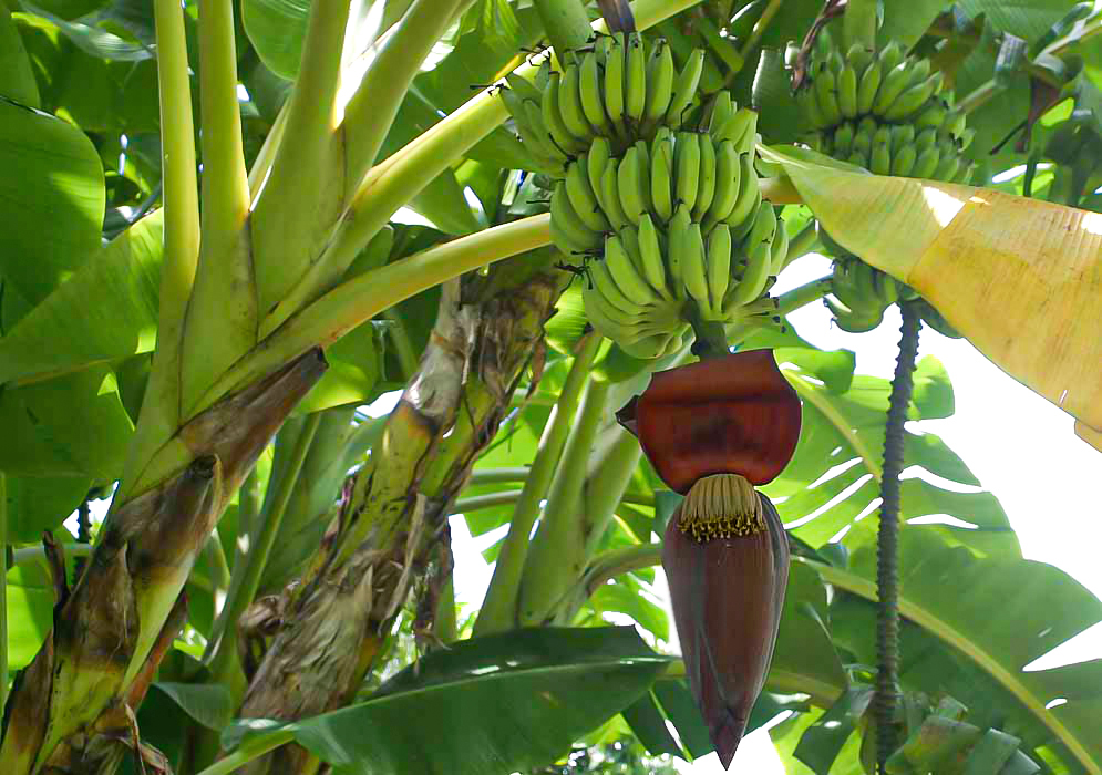 A Cavendish inflorescence under the shade of leaves with green bananas, red-purple bracts and a yellow flowers