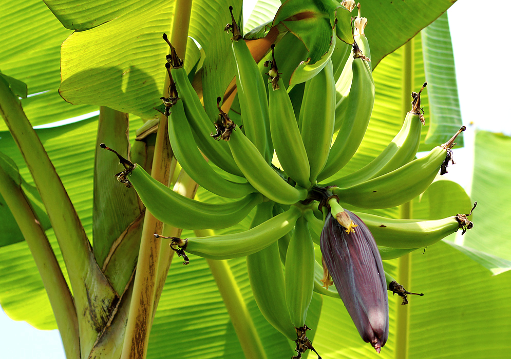 A Musa × paradisiaca inflorescence with green bananas, a yellow flowers and purple-red bracts