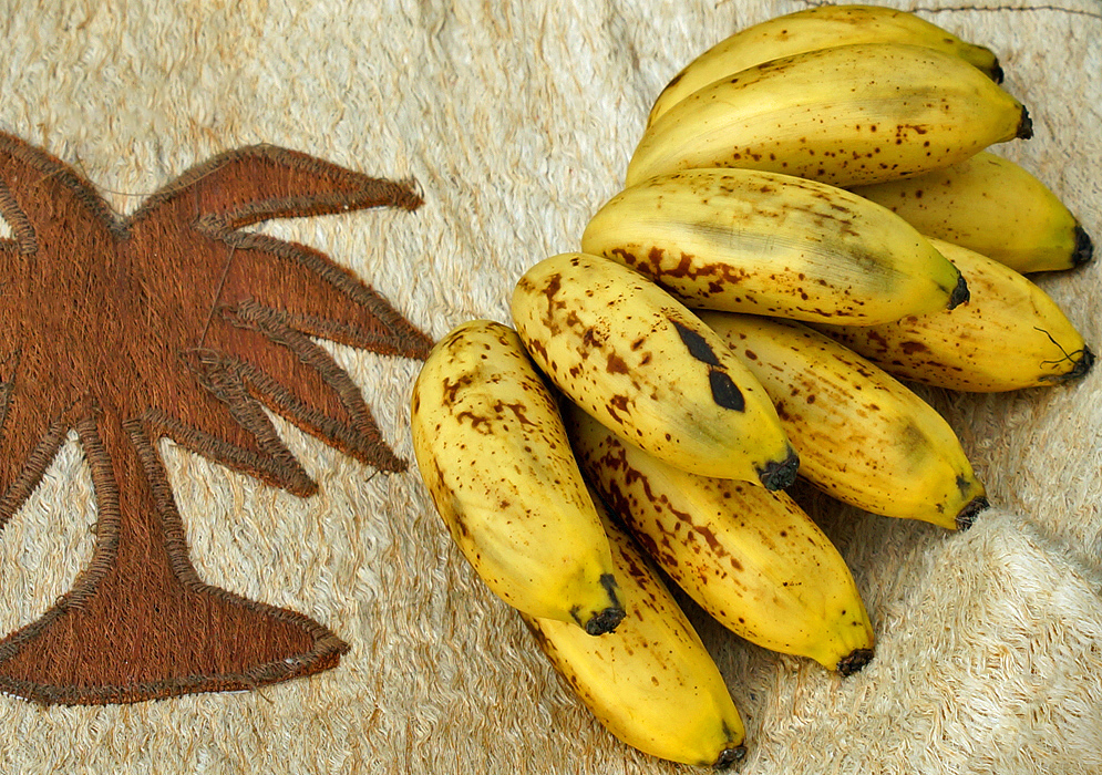 A hand of small yellow with brown Musa acuminata bananas on a tan cloth with a brown banana tree design