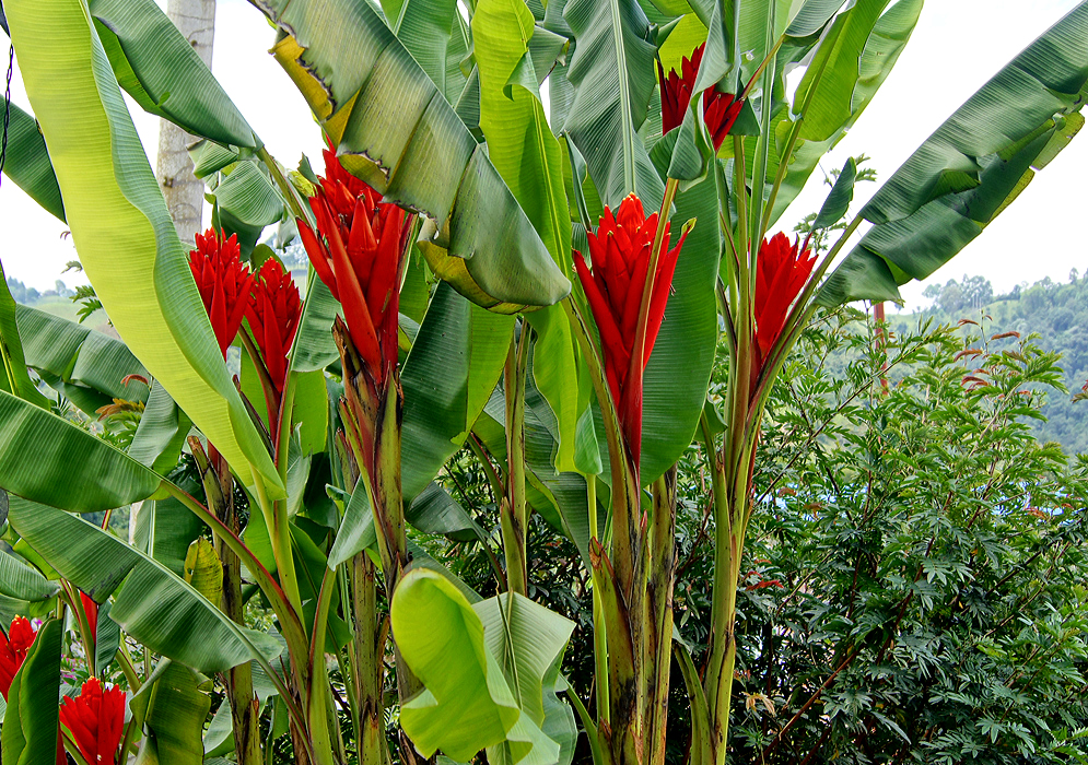 Scarlet Musa coccinea flower spikes
