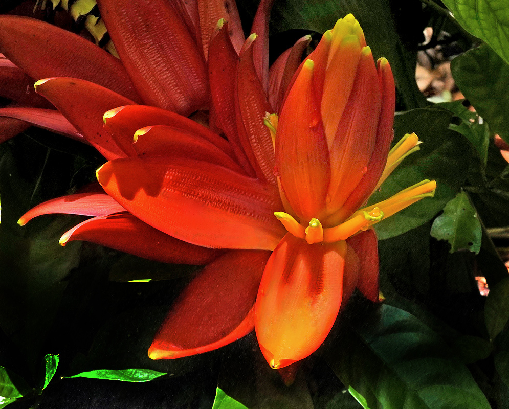 Orange-red Musa haekkinenii bracts spread around small yellow flowers in an upright cluster