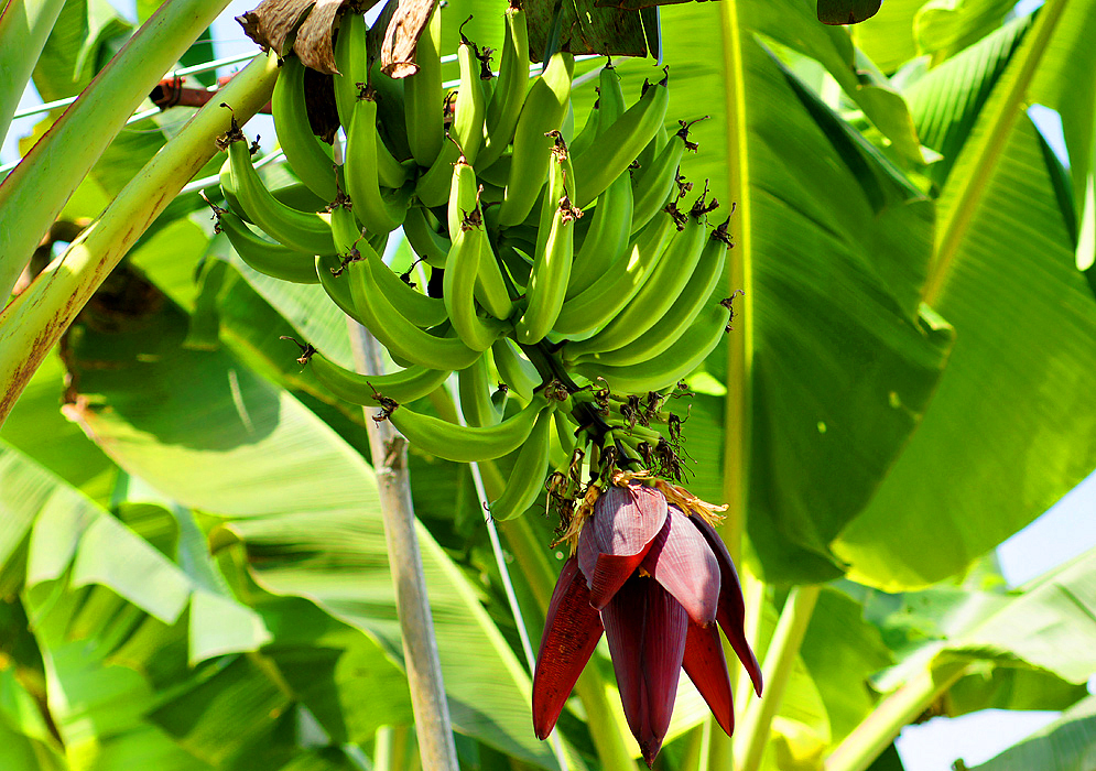 A Plantain inflorescence with green bananas, yellow flowers and purple-red bracts