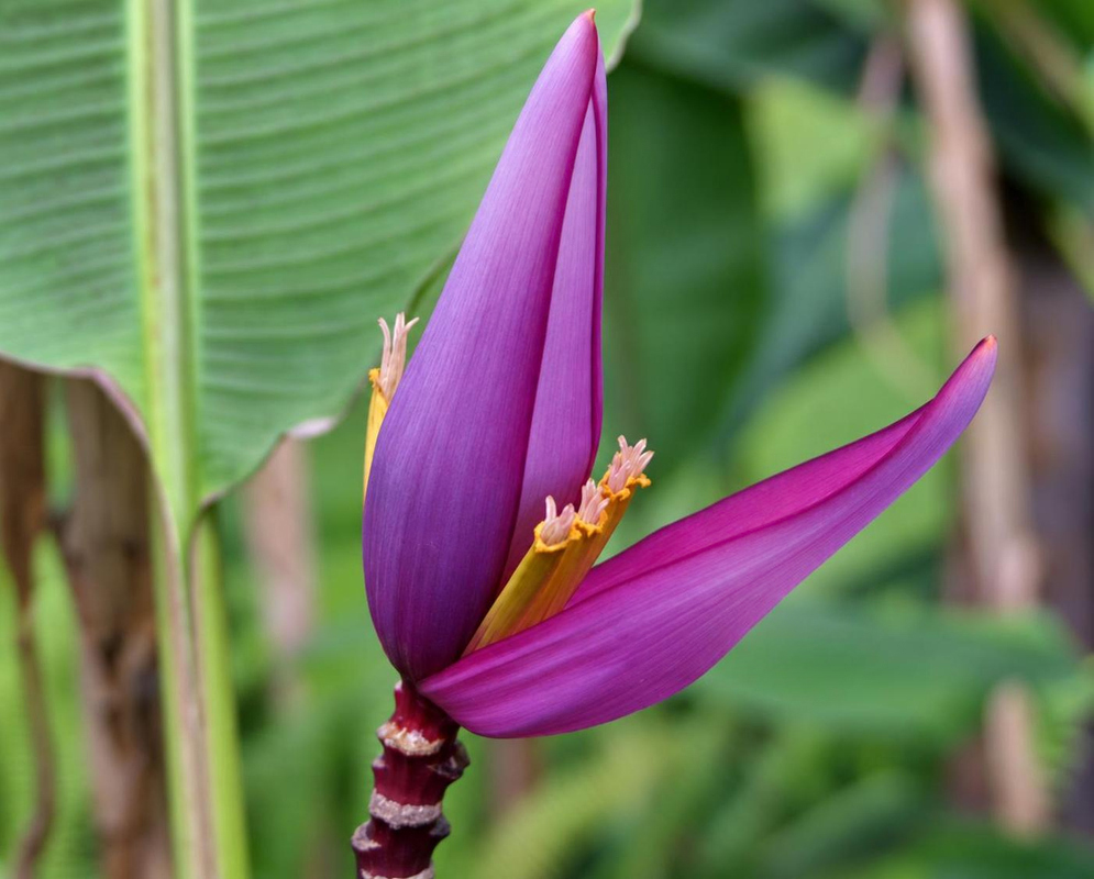 Pink-purple Musa bracts open around a row of small pale yellow flowers on an upright stalk