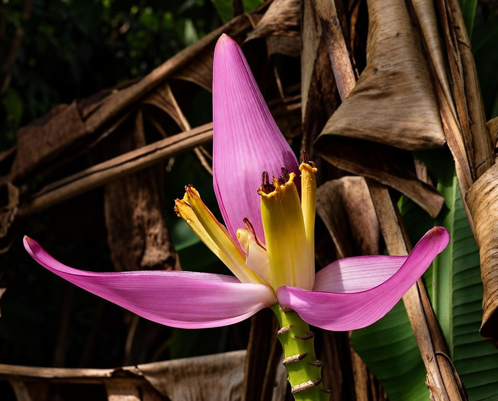 Pink-purple Musa ornata bracts curve outward around yellow flowers beside an upright pointed pink bract