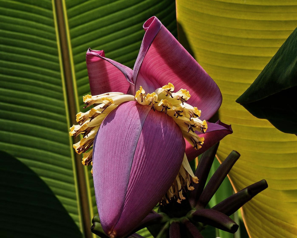 Musa paradisiaca Purple Inflorescence Musa paradisiaca bears a hanging purple inflorescence with rows of small yellow flowers