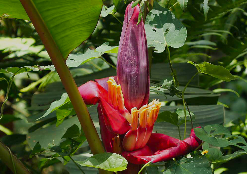 Musa vellutina inflorescence with red-pink and purple bracts with yellow flowers in sunlight