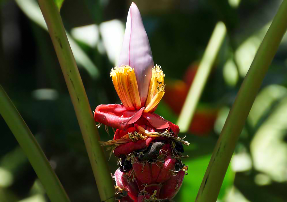 Musa vellutina inflorescence with red-pink and purple bracts with yellow flowers and hairy pink fruit