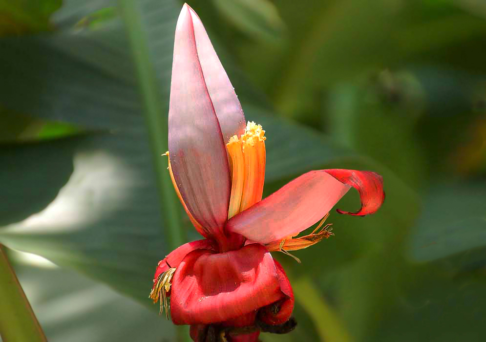 A Musa vellutina inflorescence with rose-pink bracts and yellow flowers