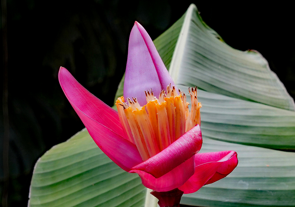 Rose-pink and purple Musa vellutina bracts surrounding erect yellow flowers with white filaments and brown anthers