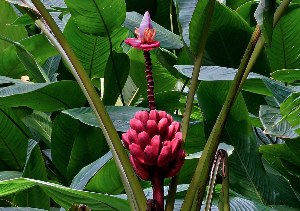 Musa vellutina inflorescence with red-pink and purple bracts around yellow flowers on the top of the inflorescence and dark pink fruit at the bottom of the inflorescence