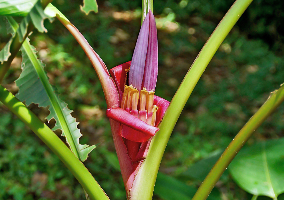 Musa vellutina inflorescence with red-pink and purple bracts with yellow flowers