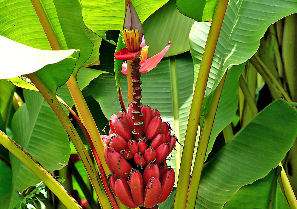 Musa vellutina inflorescence with red-pink around yellow flowers on the top of the inflorescence and dark pink fruit at the bottom of the inflorescence