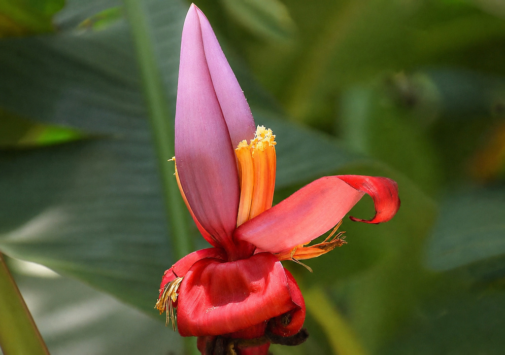 A Musa vellutina inflorescence with rose-pink bracts and yellow flowers