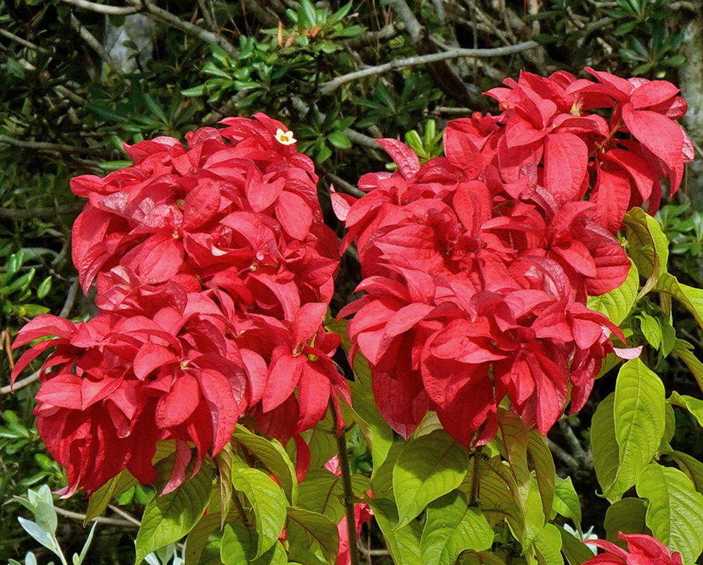 Large clusters of bright red Mussaenda Capricorn Dream sepals surround tiny yellow flowers