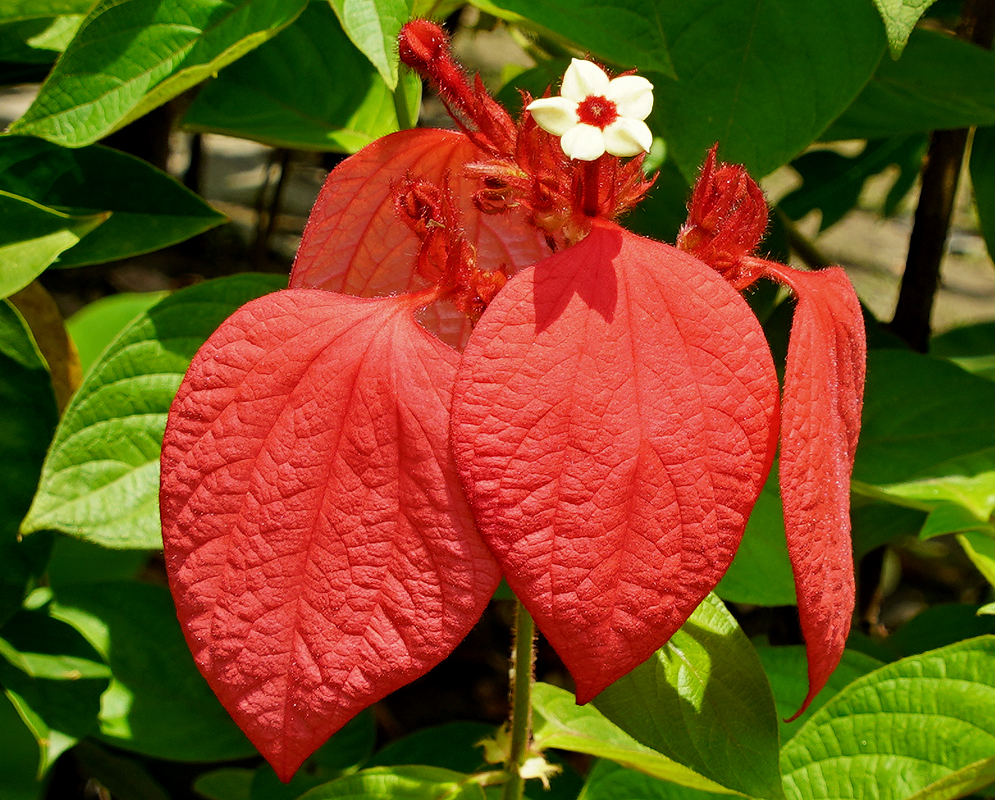 White Mussaenda erythrophyll flower above red bracts in sunlight