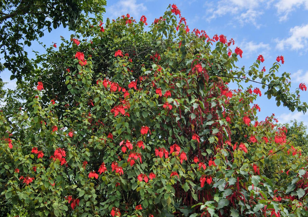 Mussaenda erythrophylla Tall Shrub with Red Bracts Mussaenda erythrophylla forms a tall shrub with bright red floral bracts