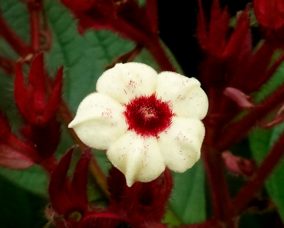 Mussaenda erythrophyll white flower with a red center