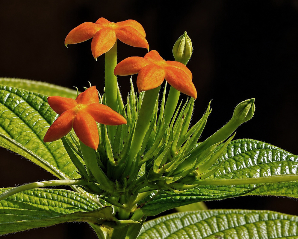 Orange Mussaenda frondosa flowers spread five pointed lobes above slender green flower tubes