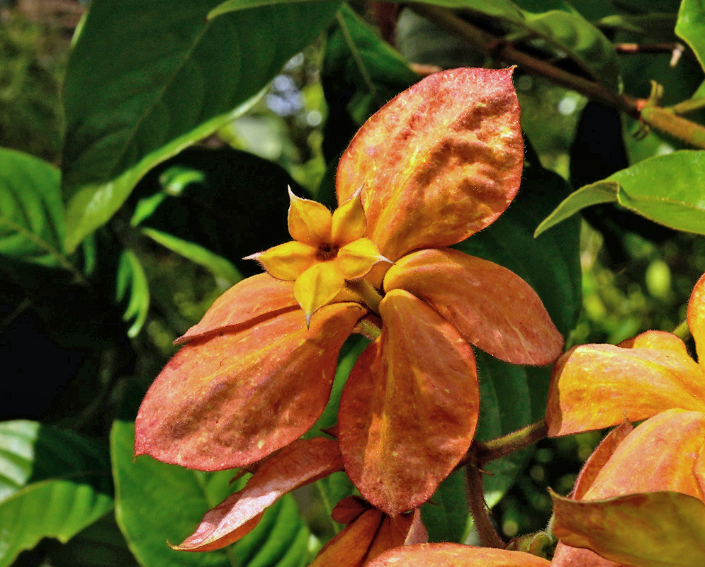 Orange and salmon Mussaenda Marmalade sepals surround a small golden yellow flower