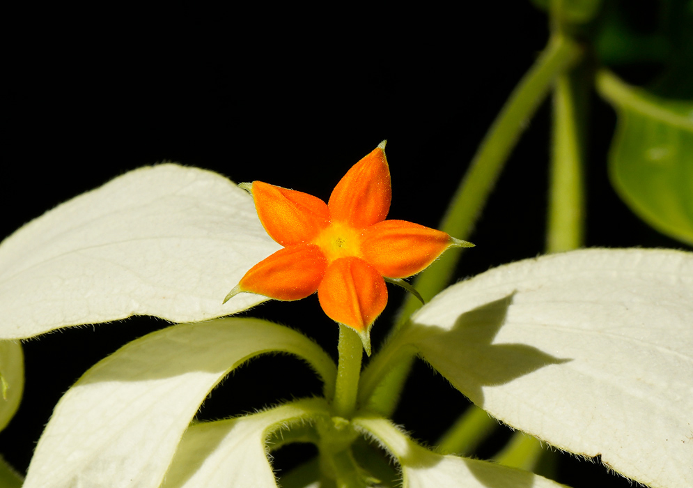 A vivid orange flower of Mussaenda philippica with five pointed petals emerging from a white bract, photographed against a dark background