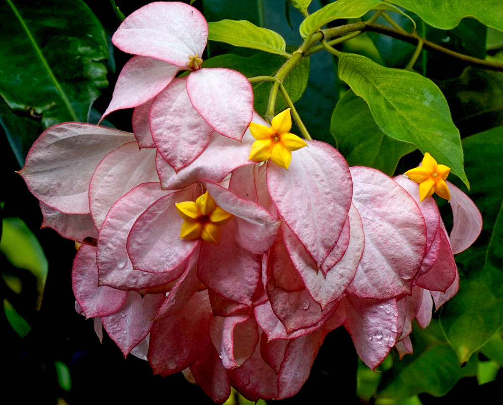 Mussaenda philippica with a yellow flower and pink bracts
