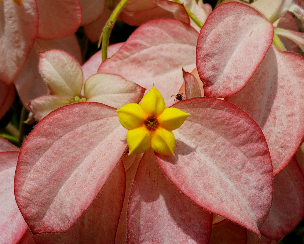 Clusters of pink Mussaenda philippica bracts with yellow flowers