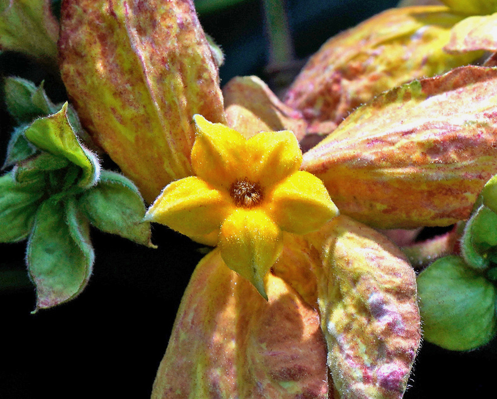 A golden yellow Mussaenda Queen Sirikit flower opens among broad cream-pink sepals with reddish markings