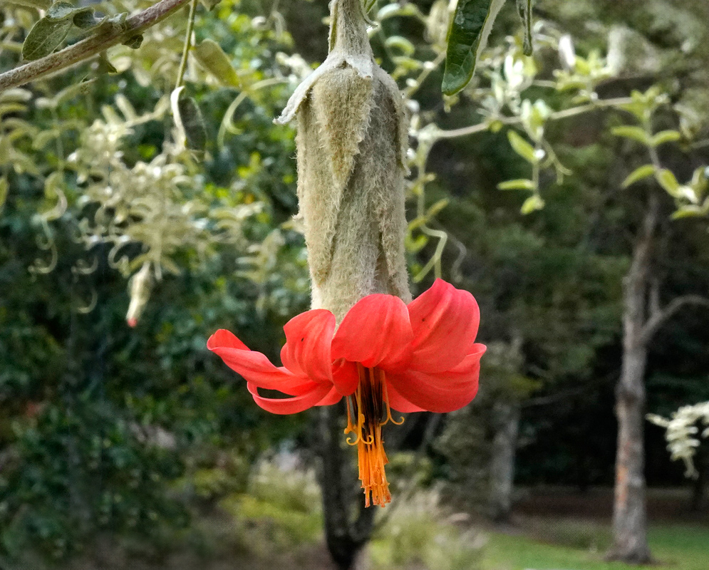 A pendulous red flower of Mutisia clematis emerging from a woolly calyx, suspended from a fuzzy vine in a forested landscape