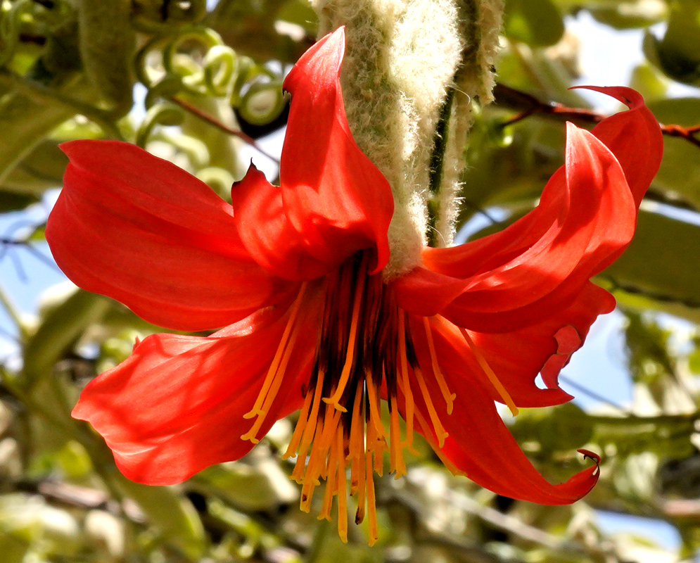 A hanging scarlet Mutisia clematis flower with yellow and brown stamens and a long green tube in sunlight