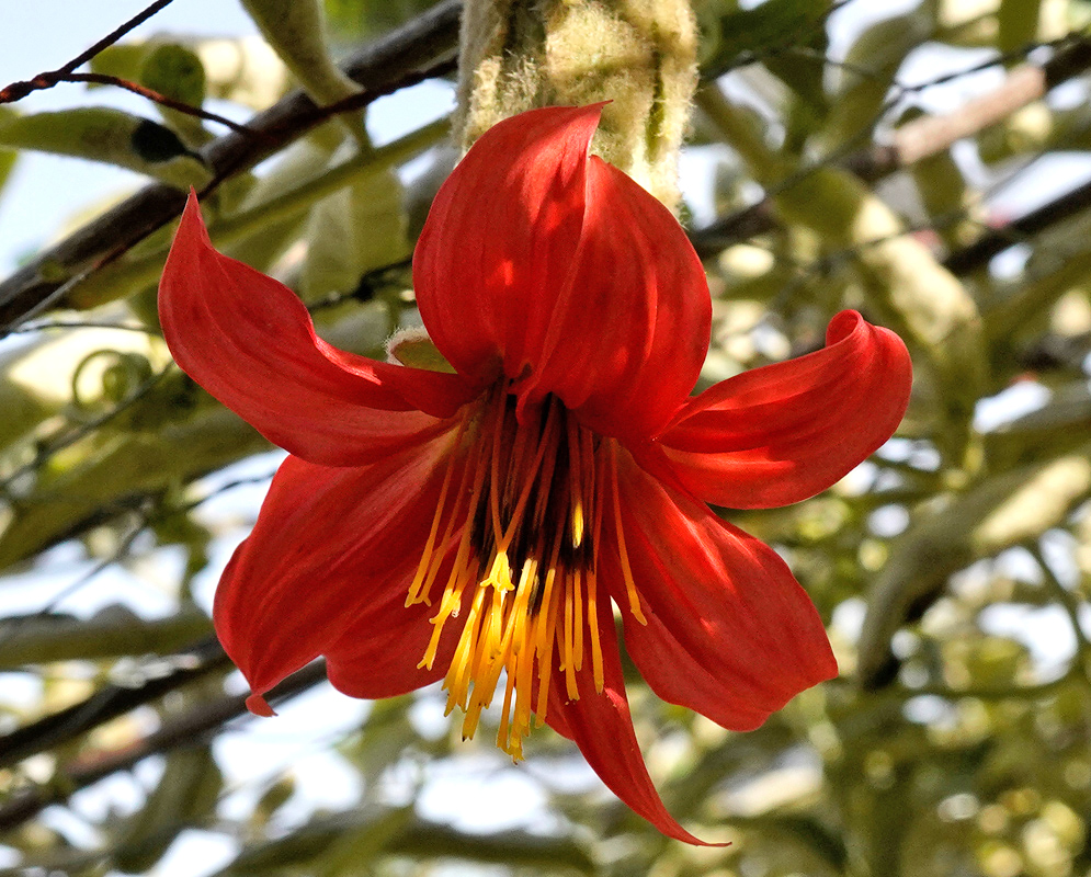 A bright red flower of Mutisia clematis with backward-curving petals and long yellow stamens hanging from a vine among soft green stems