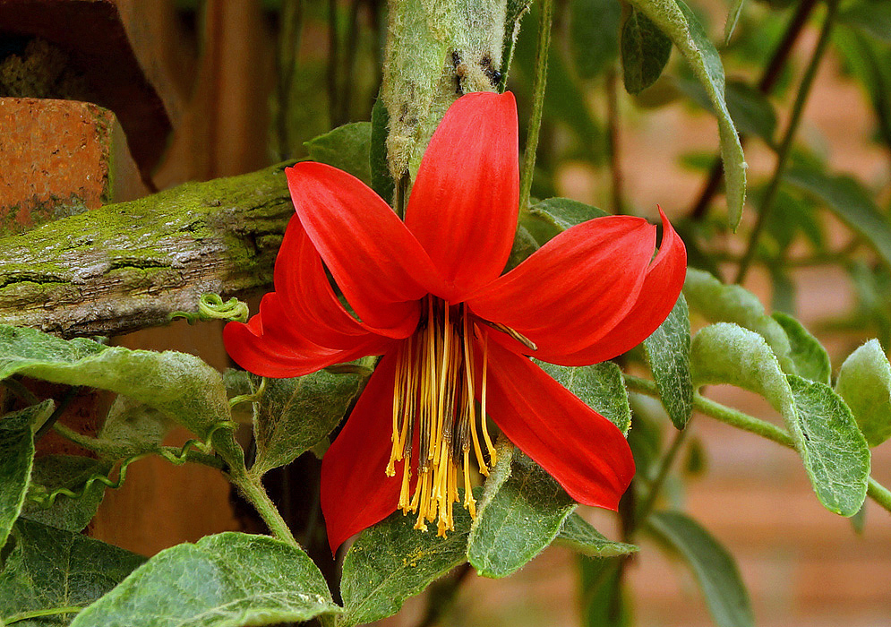 Red Mutisia flower with long yellow stamens
