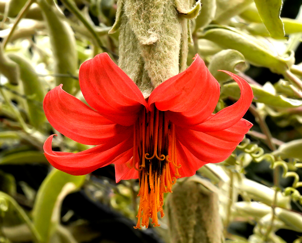 A hanging scarlet Mutisia clematis flower with yellow and brown stamens and a long green tube