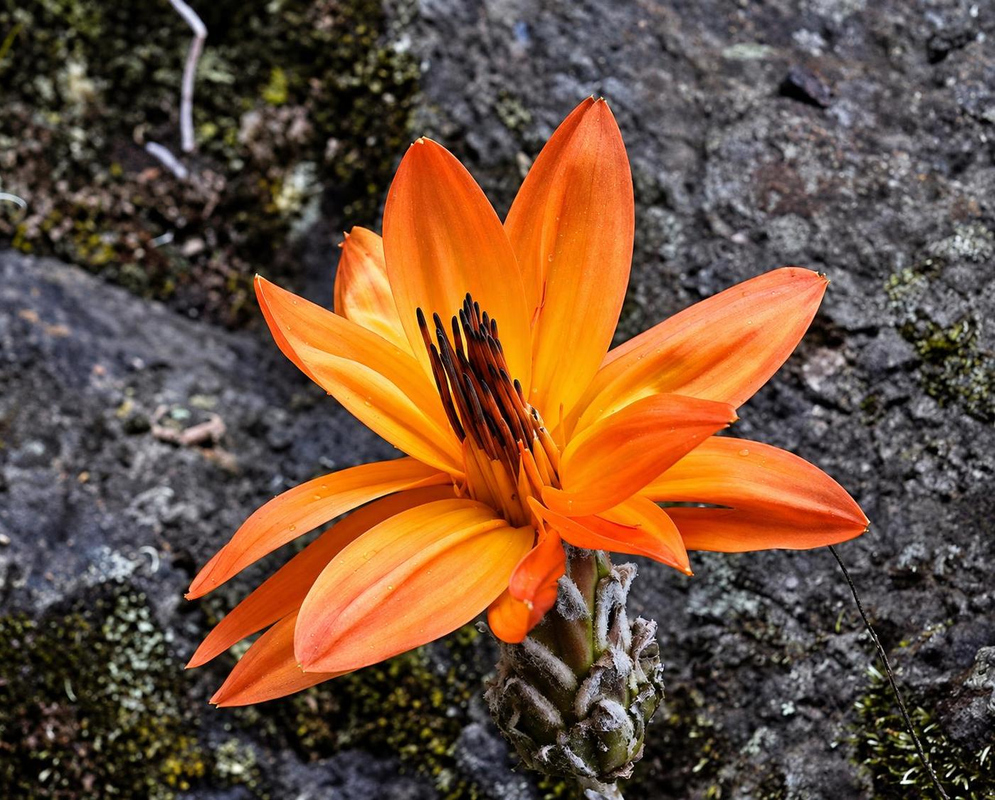 Bright orange Mutisia grandiflora rays spread around narrow dark-tipped central florets beside a rock
