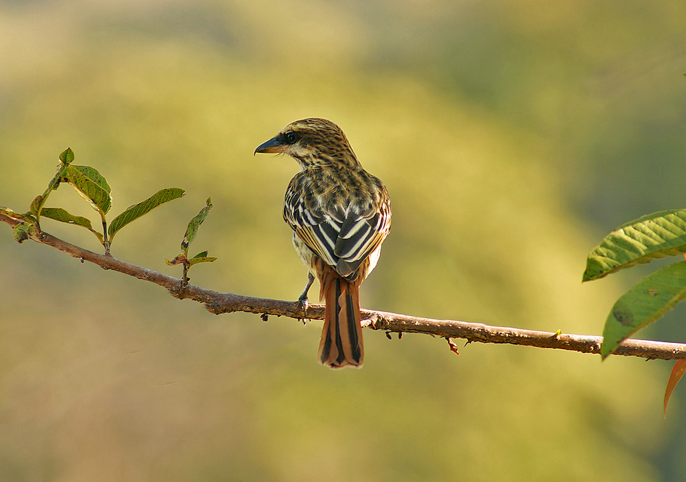 Light-yellow and brown Streaked Flycatcher on a branch from behind