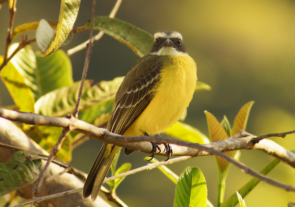 A Myiozetetes similis with a yellow breast, and a white neck and eyestripe on a tree branch