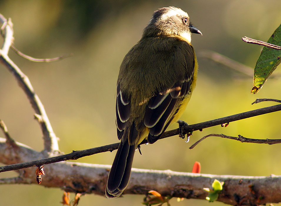 The brown with white social flycatcher back feathers