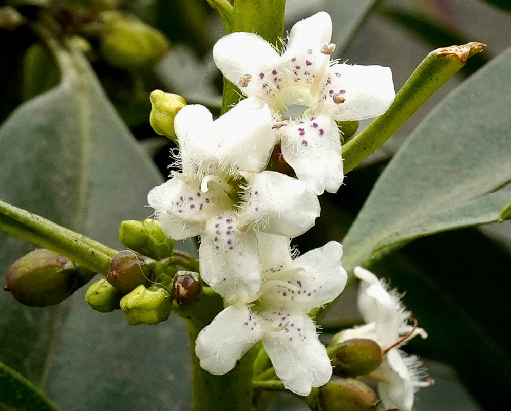 Small white Myoporum laetum flowers with purple speckles cluster beside rounded green buds