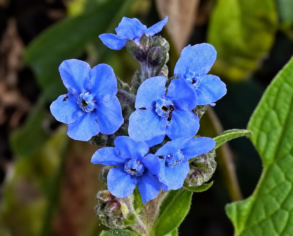 Small bright blue Myosotis sylvatica flowers with pale central eyes cluster among fuzzy rounded buds