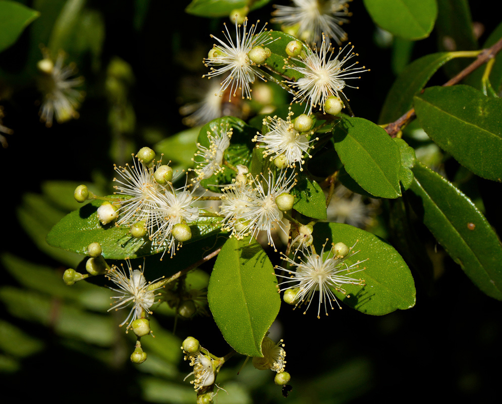 Small white Myrcianthes fragrans flowers display radiating cream stamens among round green buds