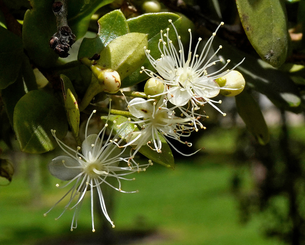 White Myrcianthes leucoxyla flowers spread numerous long stamens beside pale green buds