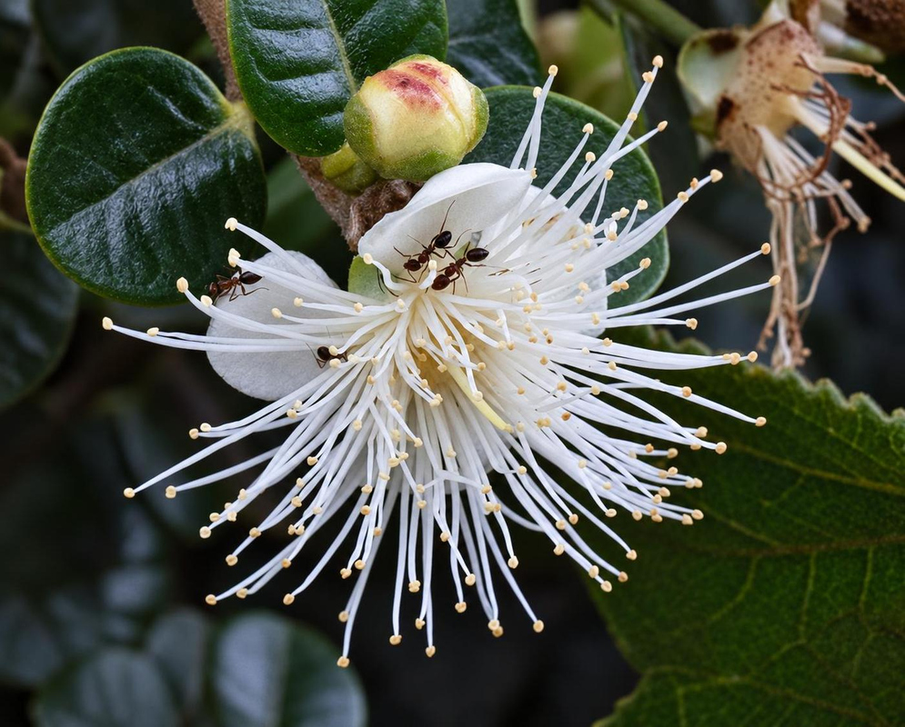 Numerous long white Myrcianthes oreophila stamens radiate from broad white petals beside a rounded green bud