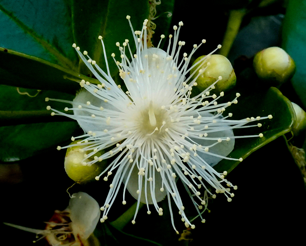 White Myrcianthes rhopaloides flower with cream-colored anthers