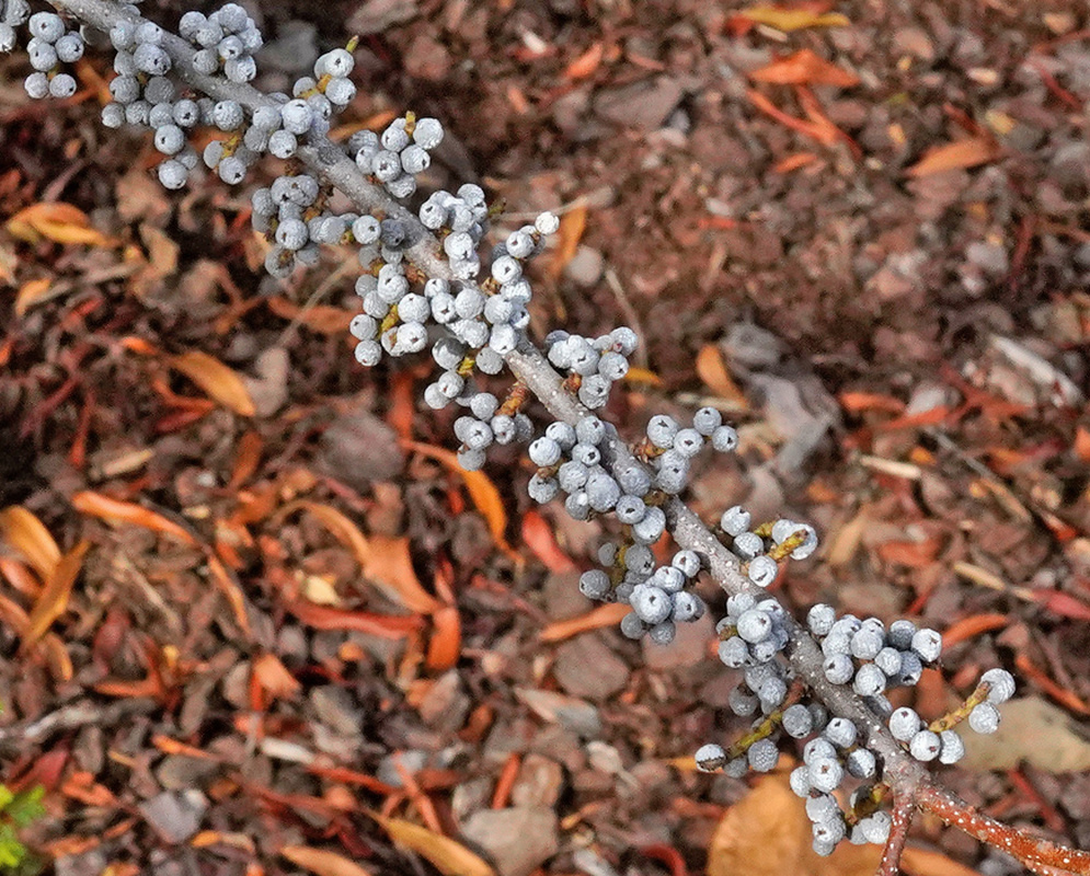 Numerous pale blue-gray Myrica cerifera fruits coat a slender branch above reddish fallen leaves
