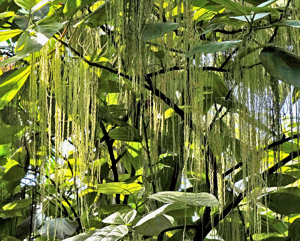 Long slender green Myriocarpa longipes flowering strands hang in curtains beneath leafy branches