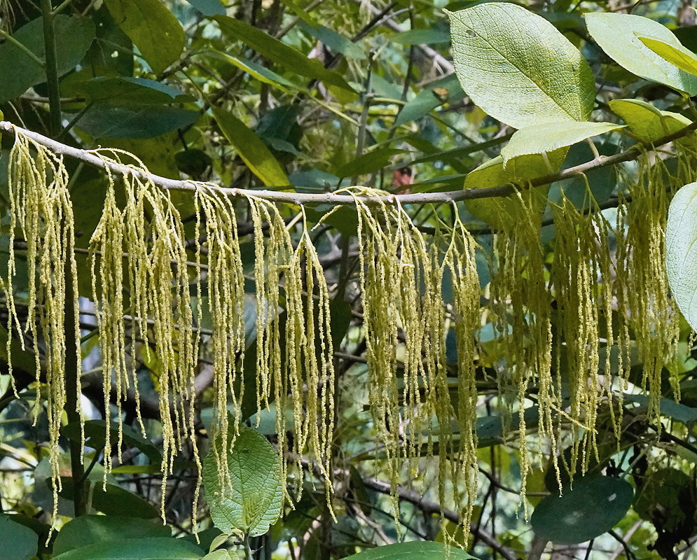 Myriocarpa stipitata plant habit and foliage